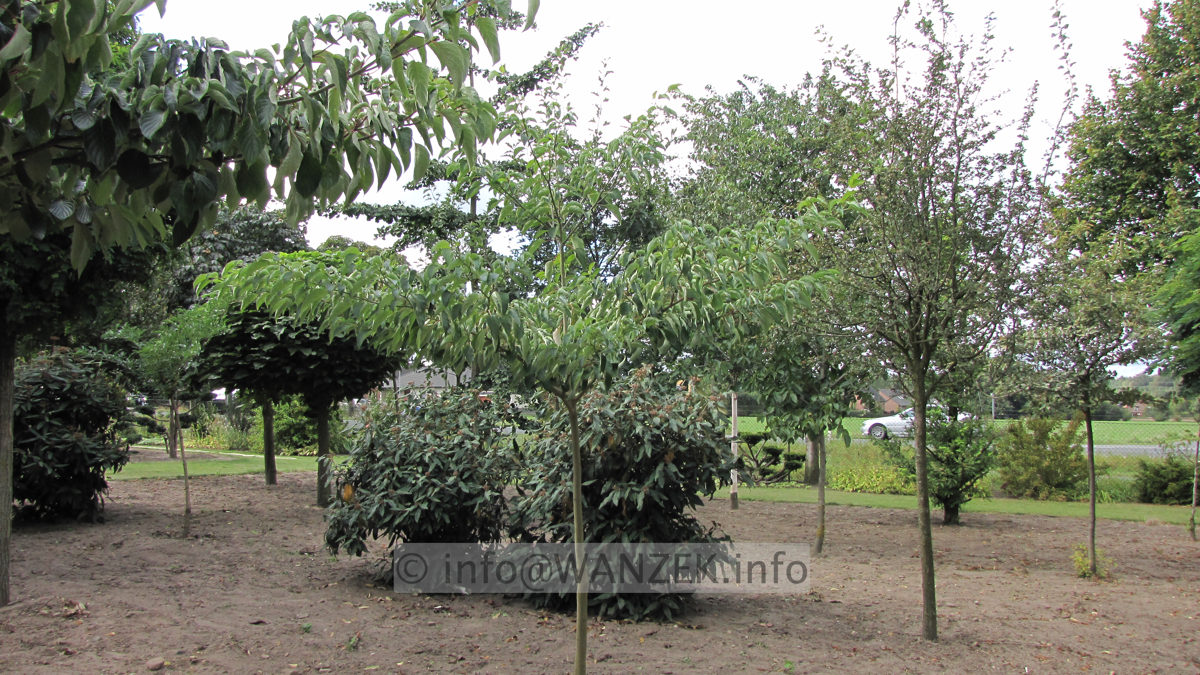 Cornus controversa - Hochstamm 5.JPG